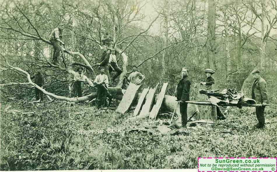 A photo of bark stripping in the Forest of Dean