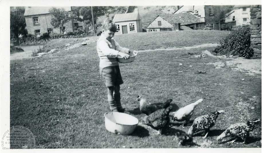 Peter Jones at Fetter Hill feeding chickens on the green.