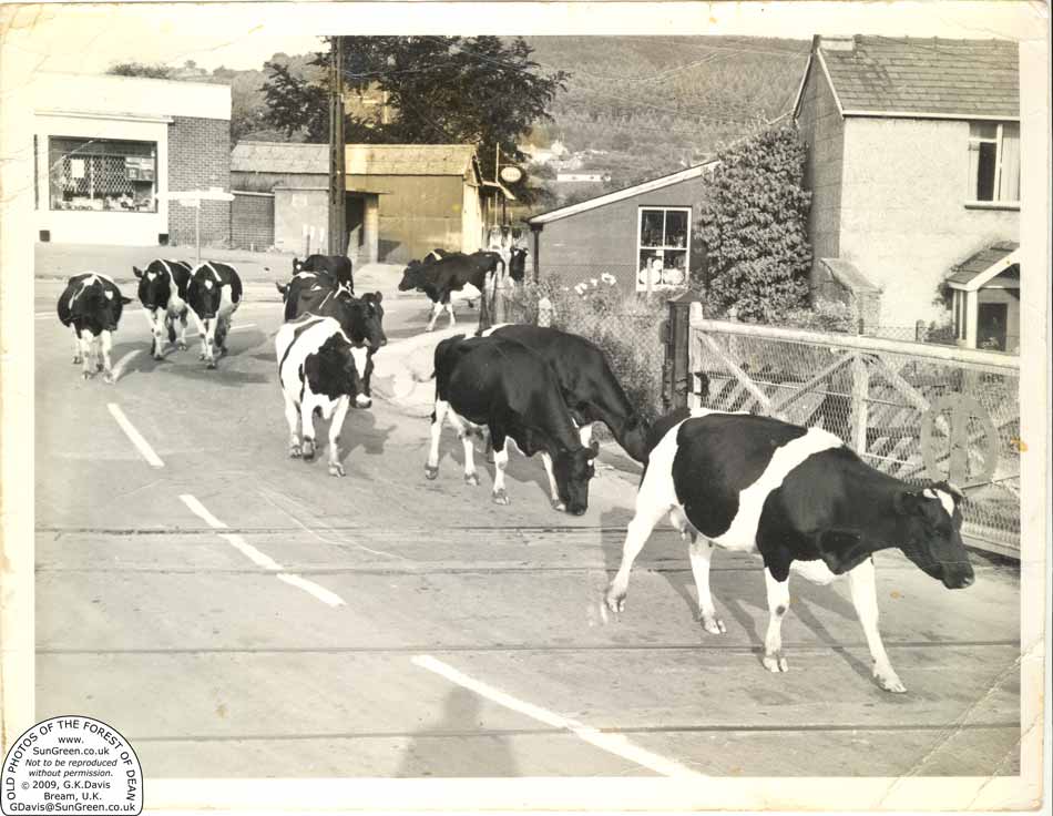 Cows at Whitecroft
